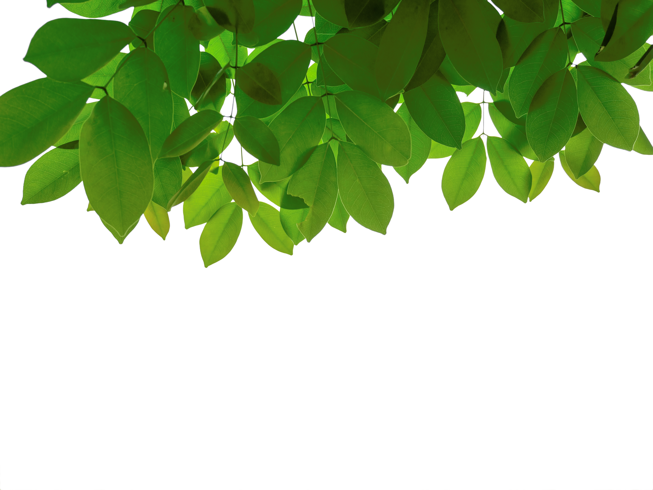 png leaf design